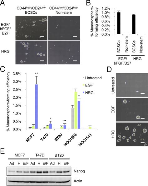 Erbb Receptor Tyrosine Kinasenf κb Signaling Controls Mammosphere