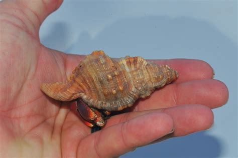 Cymatium Aquatile Shells Of Gtmo Inaturalist