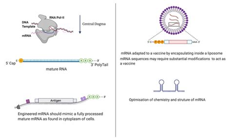 The Era Of Messenger Rna Vaccines