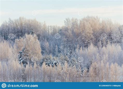 árvores De Inverno Congeladas No Nascer Do Sol Imagem de Stock Imagem