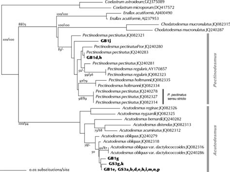 Neighbor Joining Tree Inferred From Its Sequence Comparisons Length