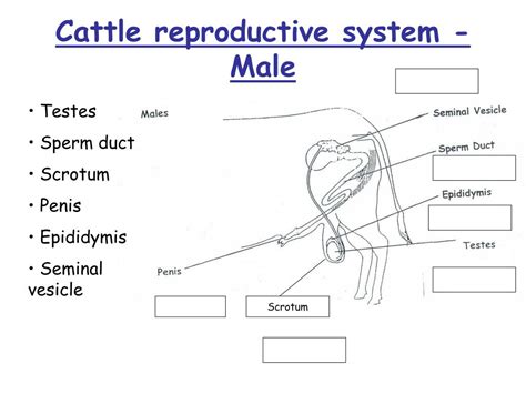 Ppt Livestock Reproductive Systems Powerpoint Presentation Free Download Id1366716