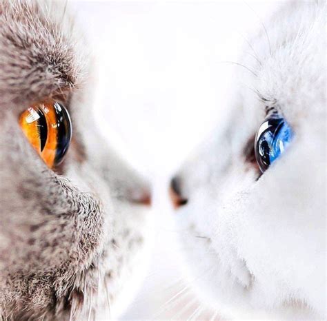 Котаны. | Пикабу