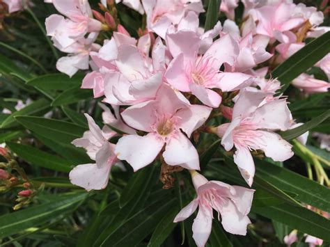 White Oleander Plant For Sale