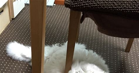 Шерсть на ковре | Пикабу