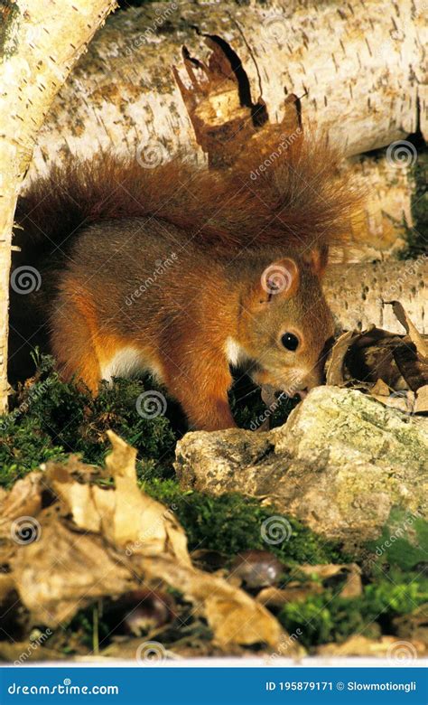 Red Squirrel Sciurus Vulgaris Male Standing On Moss Stock Image