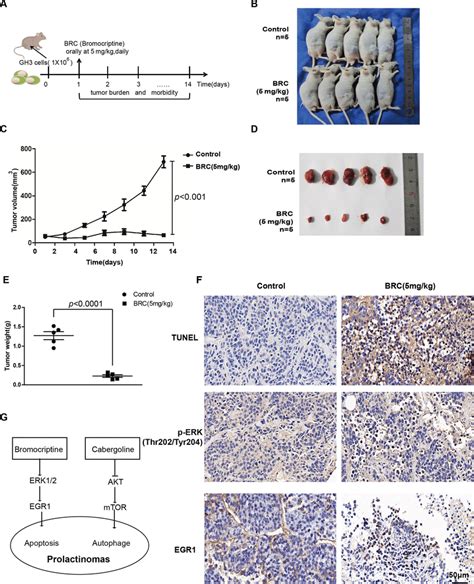 Subcutaneous Xenograft Model And Drug Therapy In Nude Mice A Schematic