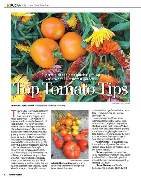 Top Tomato Tips — a handmade garden