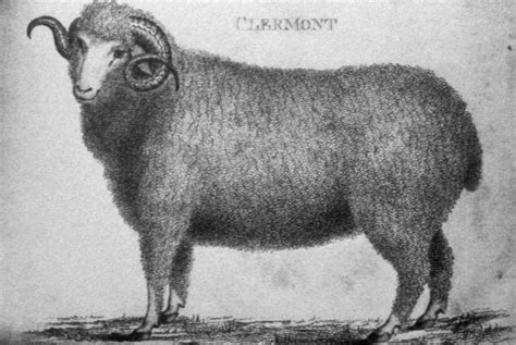 Merino sheep born in 1808 at Clermont - Albany Institute of History and Art