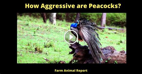 How Aggressive Are Peacocks Peacocks