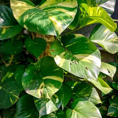 Jual Bibit Sirih Gading Varigata Jumbo Golden Pothos Epiprenum Aureum