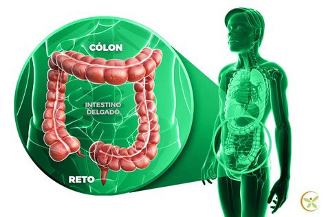 Diga Sim à Prevenção Do Câncer De Intestino Viver Clínica Médica