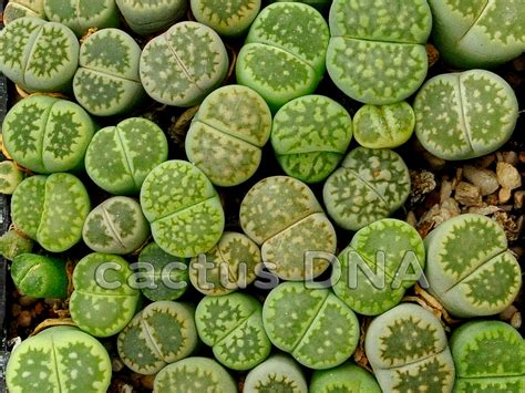 Photo Gallery Lithops Cactus DNA