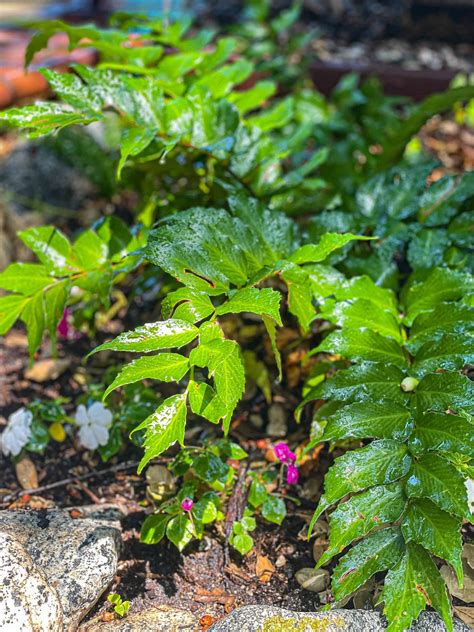 Tips for Growing Ferns - WM DESIGN HOUSE
