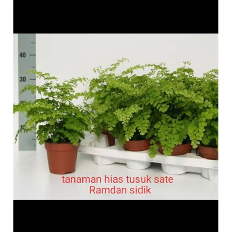 Jual Tanaman Hias Tusuk Sate Ataupun Adiantum Berdaun Lebat Shopee