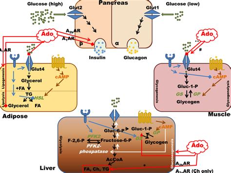 Adenosine And Adenosine Receptor Signaling In Major Organs Involved In Download Scientific