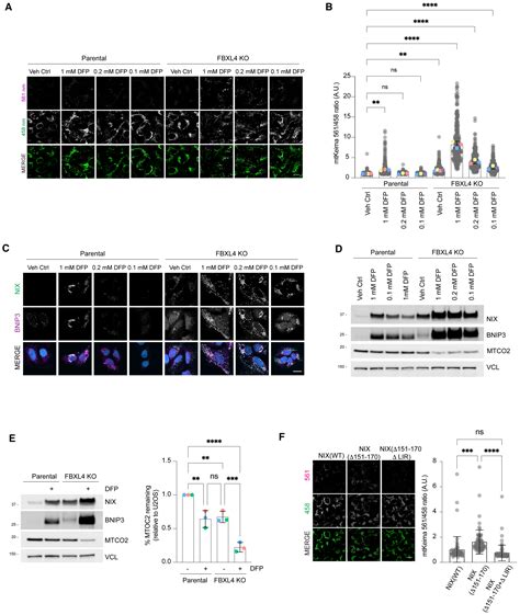 FBXL4 Suppresses Mitophagy By Restricting The Accumulation Of NIX And