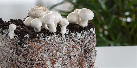 What Is Mushroom Mycelium Uses And How It Grows Grocycle