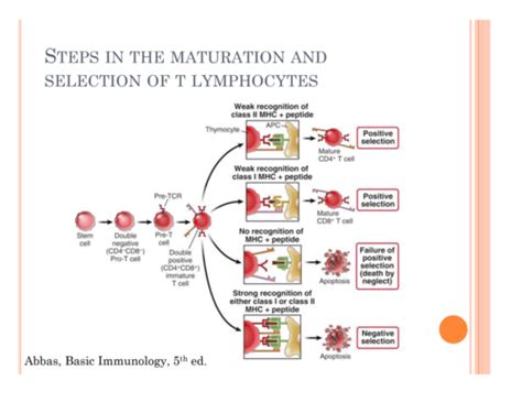 IHL - T-Cell Development Flashcards | Quizlet