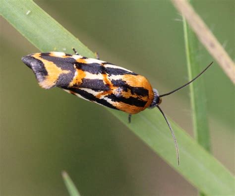 Common Spragueia Moth From Longview TX USA On August 15 2021 At 12