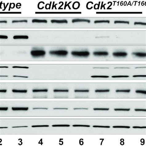 Protein Analysis In Wt Cdk2ko And Cdk2 T160a Testis Western Blot