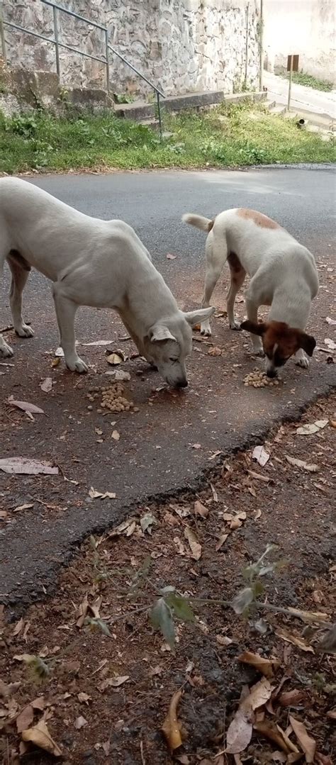 Perritosdevenezuela On Twitter Blanquito Y Coco Perritos De Los