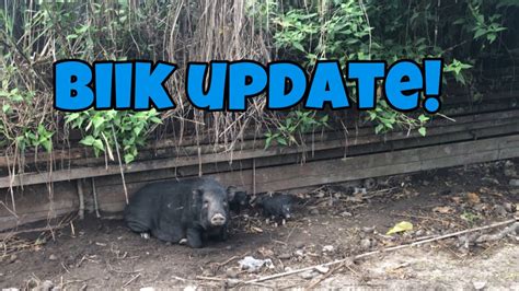 Biik Update Mga Plano Para Sa Farm Youtube