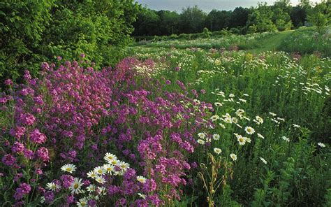 Summer Wildflowers Kentucky Wallpaper Preview