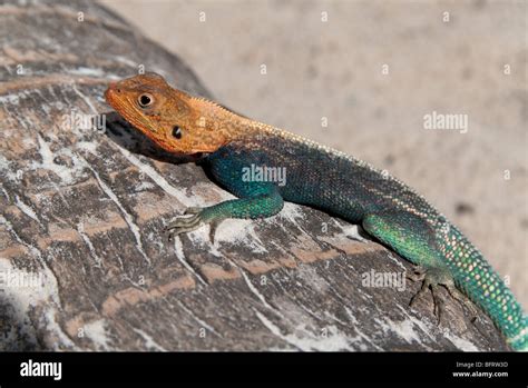 Kenya Mombasa Africa Wood Lizard Chameleon Reptile Tropical Exotic Tree