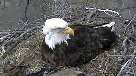 Third Bald Eagle Egg Hatches on Catalina Island | Bald eagle, Eagle