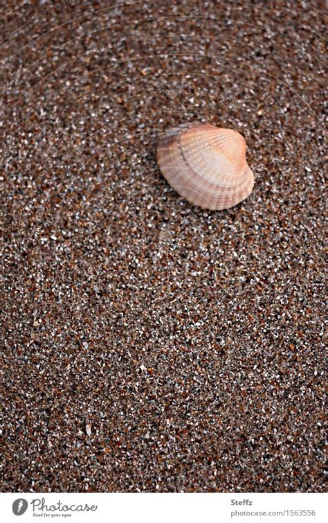 Nordseemuschel Muschel Ein Lizenzfreies Stock Foto Von Photocase