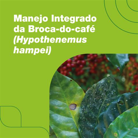 Manejo Integrado Da Broca Do Caf Hypothenemus Hampei Elevagro