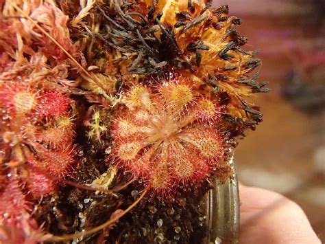 Drosera tokaiensis seeds - Carnivorous Plant Resource