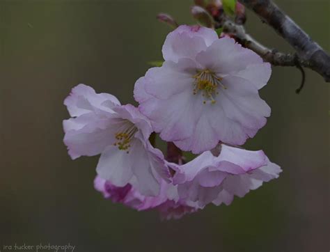 Photo Of The Bloom Of Flowering Cherry Prunus First Blush Posted By