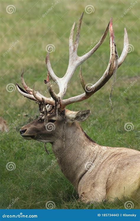 The Big Male Of Bactrian Deer Cervus Elaphus Bactrianus Detail Of Head