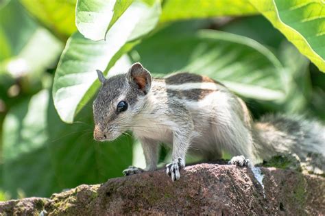 Indian Squirrel Baby