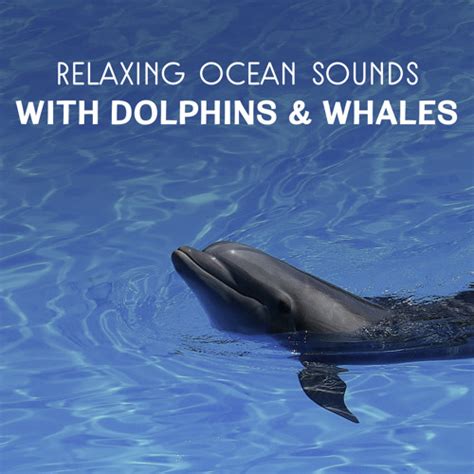 Stream Relaxing Ocean Sounds With Dolphins Whales By Soothing Ocean