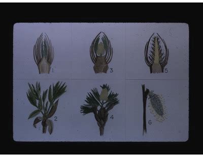 "37 Bud Types (22)" by Carolina Biological Supply Company