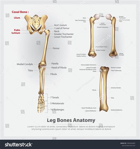 Human Anatomy Leg Bones Vector Illustration Stock Vector (Royalty Free ...