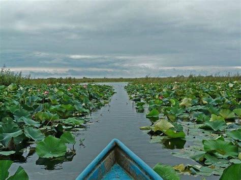 Anzali Or Anzali Lagoon With An Area Of About 20 Hectares In The North