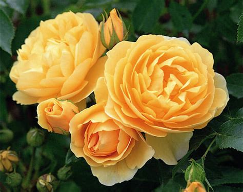 Graham Thomas David Austin Rose Hello Hello Plants And Garden Supplies