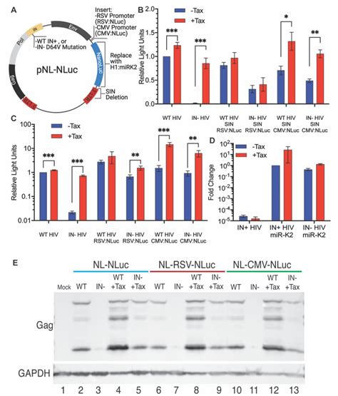 U6 Snrna Primer | Thermo Fisher | Bioz 