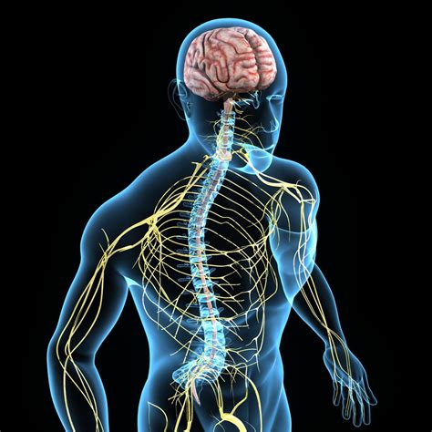 Importance Of The Nervous System