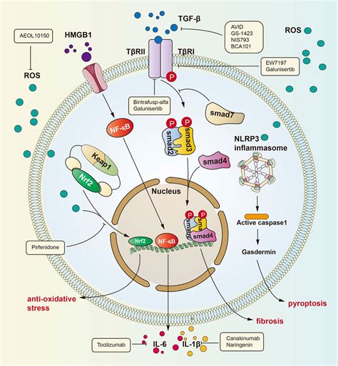 Frontiers Crossed Pathways For Radiation Induced And Immunotherapy