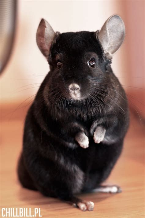 This Beautiful Chinchilla Is Billy An Extra Dark Ebony From Poland