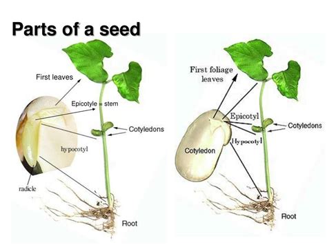 Diagram Of Parts Of A Seed