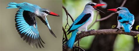 21 COMMON Birds Found in Ghana! (2024) - Bird Watching HQ