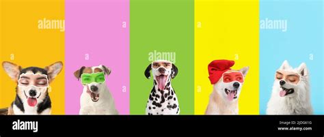 Set of cute dogs with human eyes on colorful background Stock Photo - Alamy