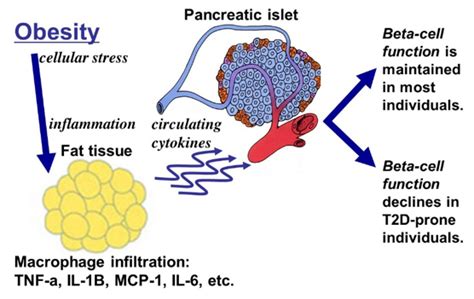 Low Grade Systemic Inflammation Craig Nunemaker Lab Github Io