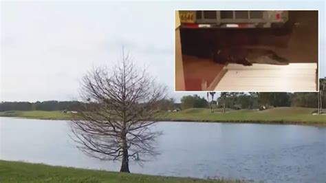 Hombre Es Mordido Por Lagarto Frente A Su Casa En Daytona Beach Video